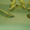 Buy Gold Head Arowana