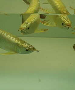 Buy Gold Head Arowana