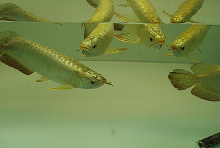 fish arowana gold