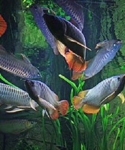 Buy Arapaima Arowana Fish