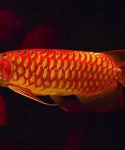Buy Asian Red Arowana
