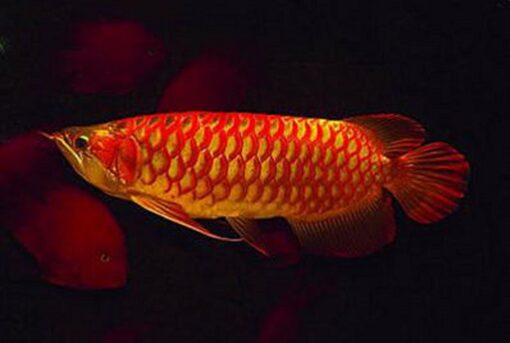 Buy Asian Red Arowana