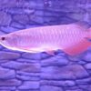 Buy Banjar Red Arowana