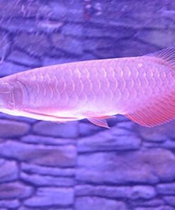 Buy Banjar Red Arowana