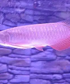 Buy Banjar Red Arowana