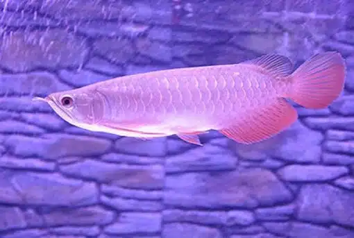 Buy Banjar Red Arowana