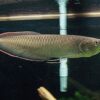 Buy Black Arowana fish