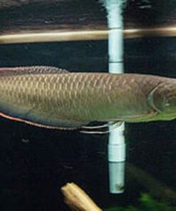 Buy Black Arowana fish