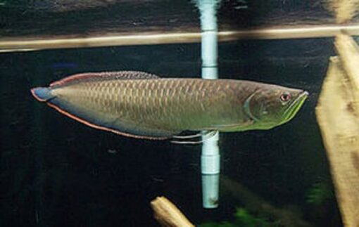 Buy Black Arowana fish