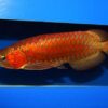 Buy Chili Red Arowana