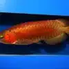 Buy Chili Red Arowana