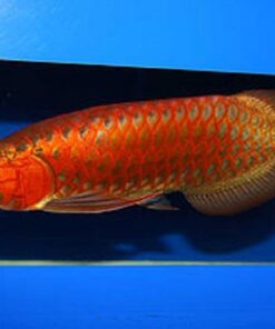 Buy Chili Red Arowana