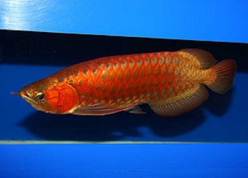 Buy Chili Red Arowana