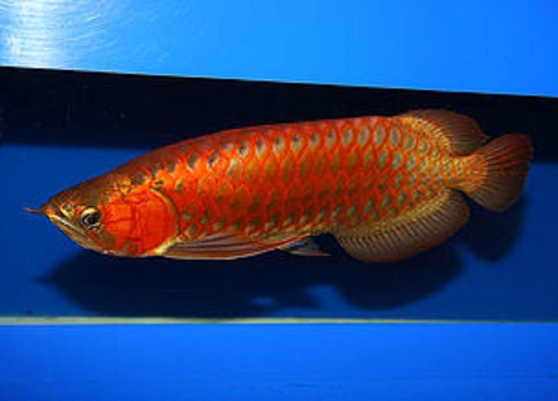 Buy Chili Red Arowana our nice breed that can steal your 