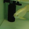 Buy Cross Back Arowana