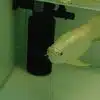 Buy Cross Back Arowana