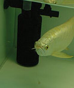 Buy Cross Back Arowana