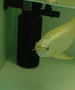 Buy Cross Back Arowana