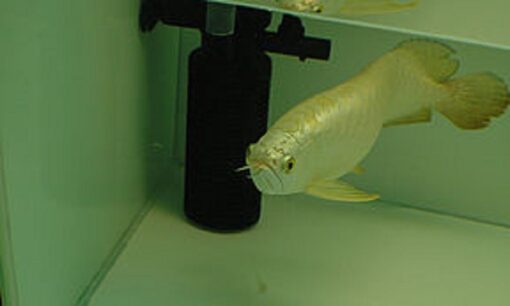 Buy Cross Back Arowana