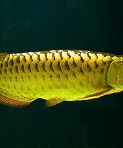 Buy Golden Arowana Fish