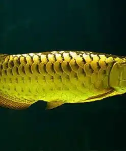 Buy Golden Arowana Fish