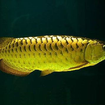 Peixe Aruanã Dourado