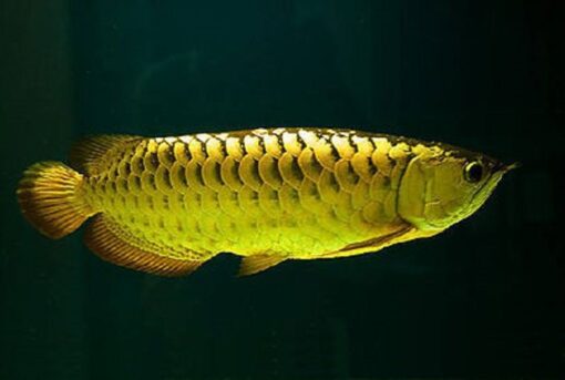 Buy Golden Arowana Fish