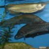 Buy Jardini Arowana