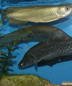 Buy Jardini Arowana