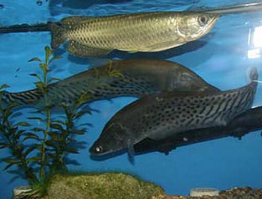 Buy Jardini Arowana