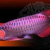 Buy Malaysian Red Arowana