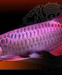 Buy Malaysian Red Arowana