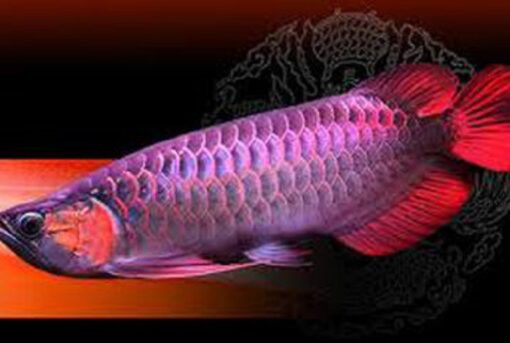 Buy Malaysian Red Arowana