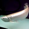 Buy Platinium Silver Arowana