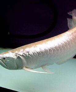 Buy Platinium Silver Arowana