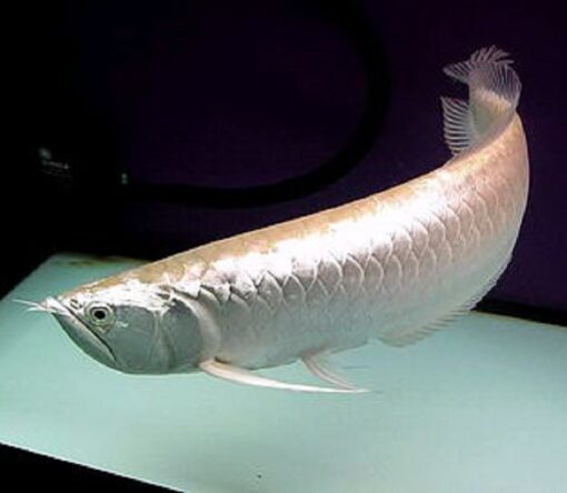 Buy Platinium Silver Arowana