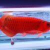 Buy red Asian Arowana US