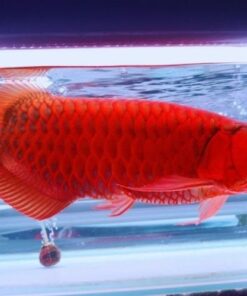 Buy red Asian Arowana US