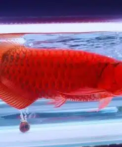 Buy red Asian Arowana US