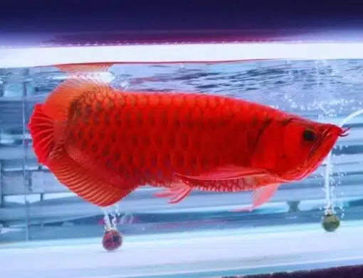 Buy red Asian Arowana US