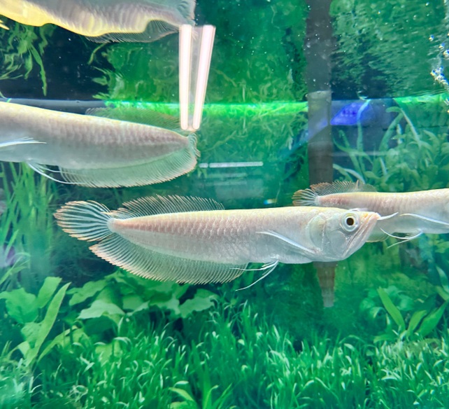 Silver albino Arowana