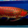 Buy Super Red Arowana