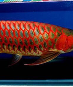 Buy Super Red Arowana