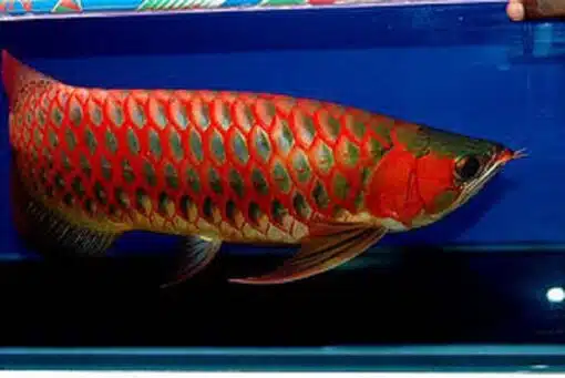 Buy Super Red Arowana