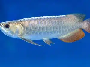 Silver Arowana