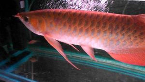Roter Arowana-Fisch