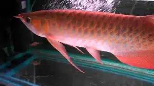 Image of Red Arowana fish