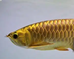 golden fish