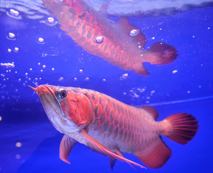 Arowana tank