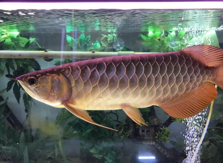 Arowana mix blue